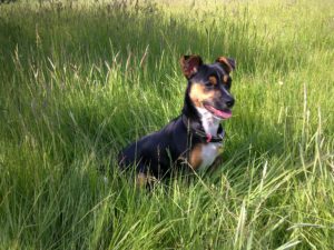 Lauras Jack Russell